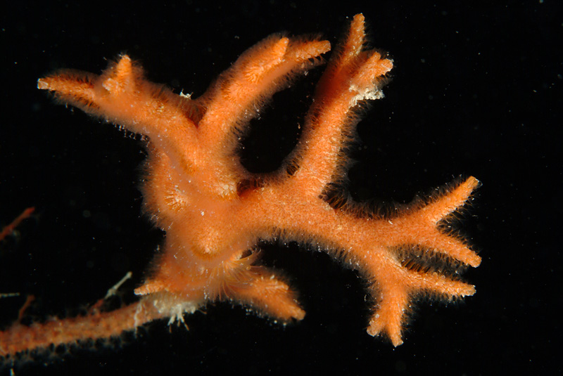 Turbicellepora avicularis